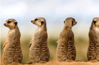 Grupo de suricatas erguidas y alertas en su hábitat natural